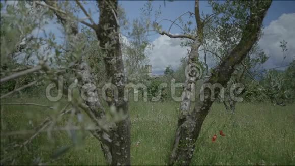 托斯卡纳橄榄树枝间的老教堂视频的预览图