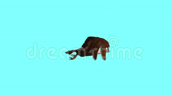 秃鹫鸟捕食飞行周期边蓝屏3D渲染动画视频的预览图