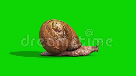 蜗牛动物吃循环绿色屏幕侧3D渲染动画视频的预览图