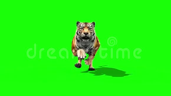 虎跑动物循环前绿色屏幕三维渲染动画视频的预览图