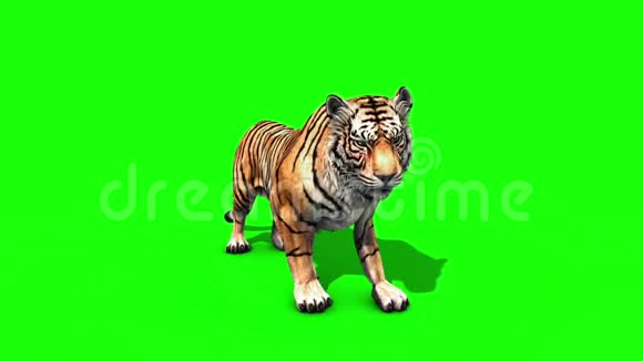 虎大鼠兽正面绿色屏幕3D渲染动画视频的预览图