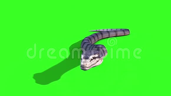 蛇蟒3在地上爬行动物绿屏视频的预览图