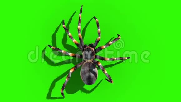 Taranula蜘蛛自行车绿色屏幕循环顶部3D渲染动画视频的预览图