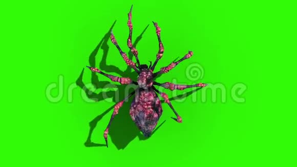 红蛛蜘蛛行动圈绿色屏幕圈顶三维渲染动画视频的预览图