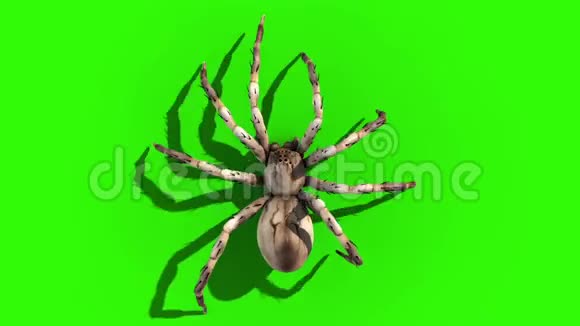 灰色狼蛛蜘蛛轮绿色屏幕循环顶部3D渲染动画视频的预览图