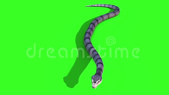 蛇蟒2在地上爬行动物绿屏视频的预览图