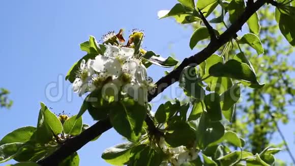 春天的梨树和苹果树在户外春天的树在户外视频的预览图