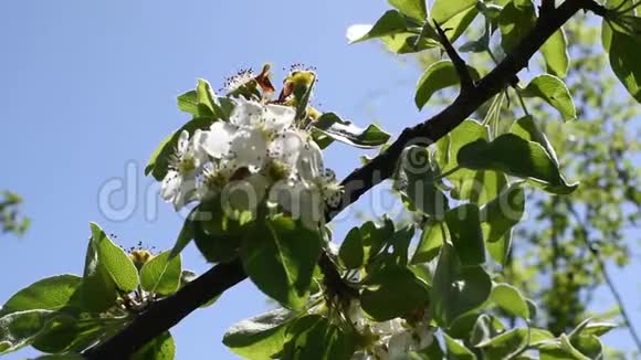 春天的梨树和苹果树在户外春天的树在户外视频的预览图