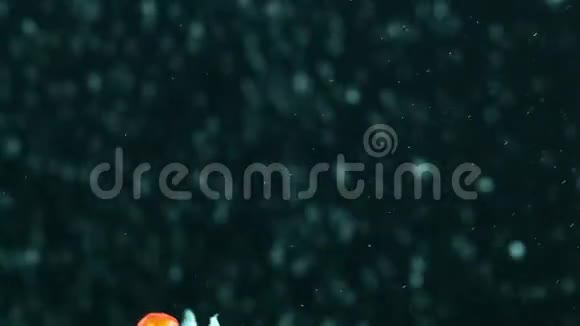 珍珠鳞金鱼视频的预览图