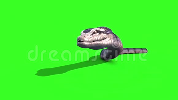 蛇蟒1在地上爬行动物绿屏视频的预览图