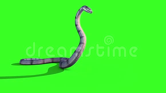蛇蟒攻击侧动物绿屏视频的预览图