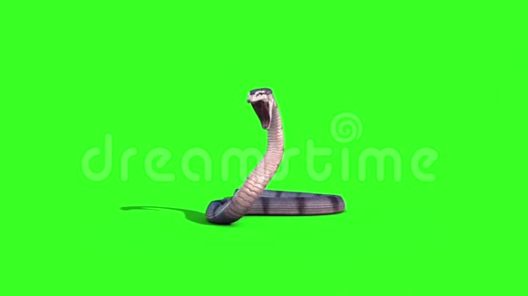 蛇蟒开启自身动物绿色屏幕视频的预览图
