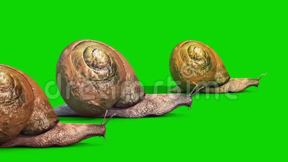 蜗牛动物群平纹绿屏边3D渲染动画视频的预览图