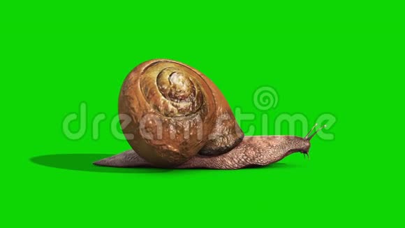 蜗牛动物平条环绿色屏幕侧3D渲染动画视频的预览图