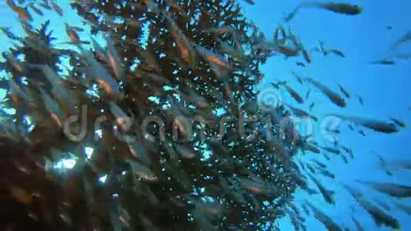 热带珊瑚礁玻璃视频的预览图