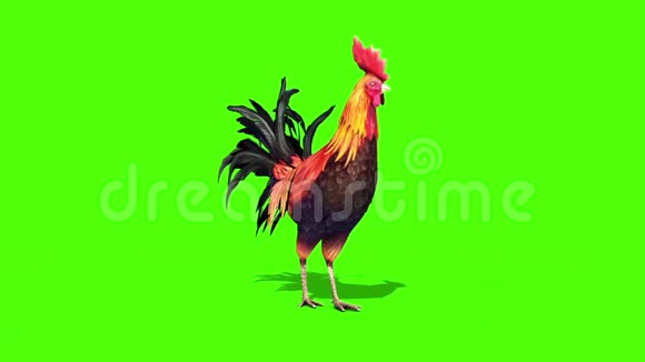 鸡羽绒衣前绿屏3D渲染动画视频的预览图