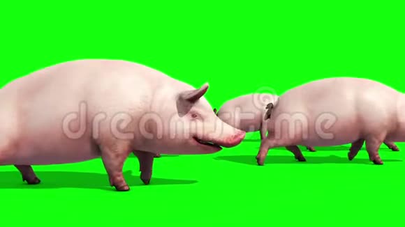 猪群动物农场步行侧绿色屏幕3D渲染动画视频的预览图
