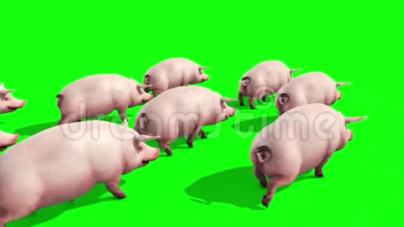 猪群动物农场步行绿色屏幕背面3D渲染动画视频的预览图