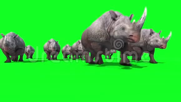 犀牛集团运行前绿色屏幕3D渲染动画动物视频的预览图