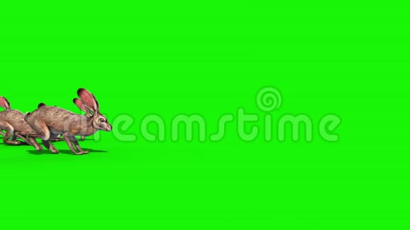 兔群跳跃绿屏3D渲染动画视频的预览图