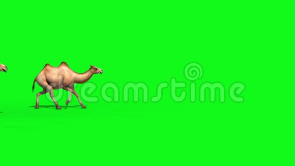 一组骆驼运行绿色屏幕3D渲染动画视频的预览图