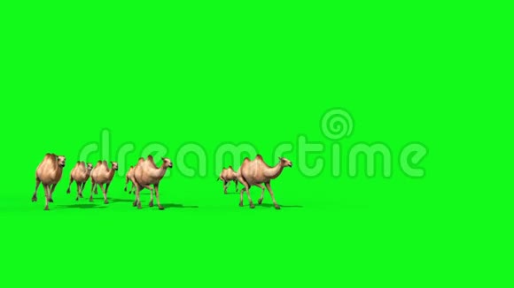 骆驼群运行绿色屏幕前3D渲染动画视频的预览图