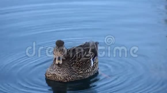 美丽的雄性野鸭在冰冷的港湾海水中游泳视频的预览图