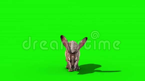 兔子跳跃循环快速前绿色屏幕3D渲染动画视频的预览图