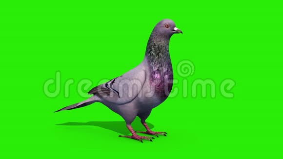 鸽子绿屏3D渲染动画视频的预览图