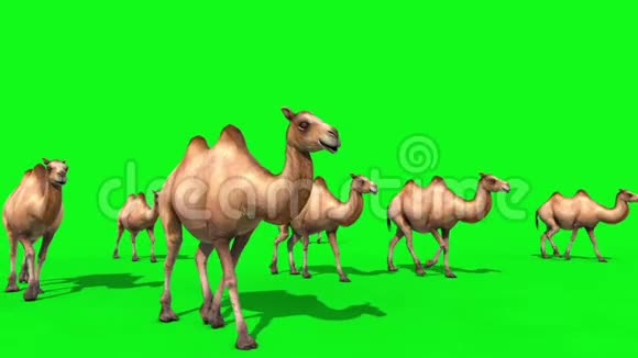 骆驼队沃尔克绿色屏幕前3D渲染动画视频的预览图