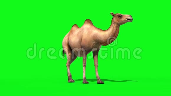 骆驼饼正面绿色屏幕3D渲染动画视频的预览图