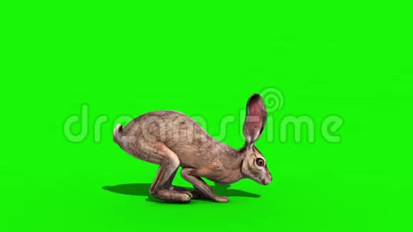 兔子跳跃循环快速侧绿色屏幕3D渲染动画视频的预览图