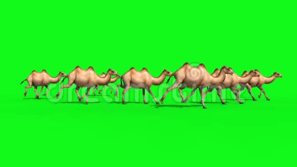 骆驼组运行周期绿色屏幕三维渲染动画循环视频的预览图