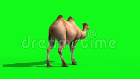 骆驼死回绿色屏幕三维渲染动画视频的预览图