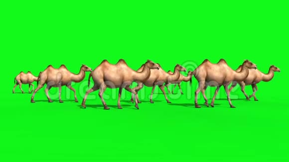 CamelsWalkCycle绿色屏幕3D渲染动画循环组视频的预览图