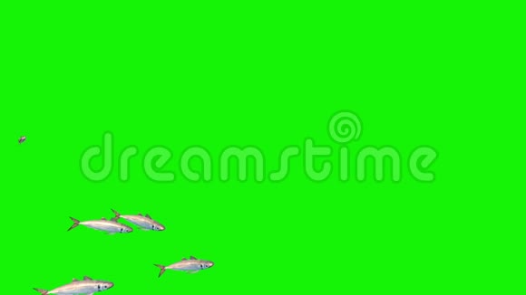 鱼海绿屏3D动画渲染组视频的预览图