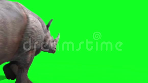 犀牛运行回绿色屏幕三维渲染动画动物视频的预览图