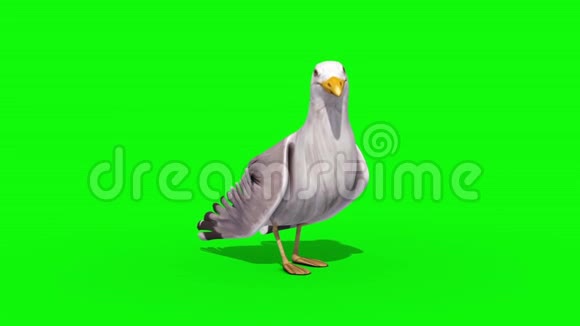 海鸥绿色屏幕三维渲染动画视频的预览图