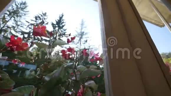 夏天美丽的花透过窗户射击视频的预览图