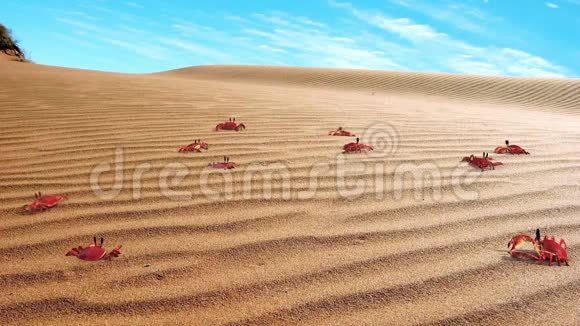 一组螃蟹在沙子上的动画背景3D渲染视频的预览图