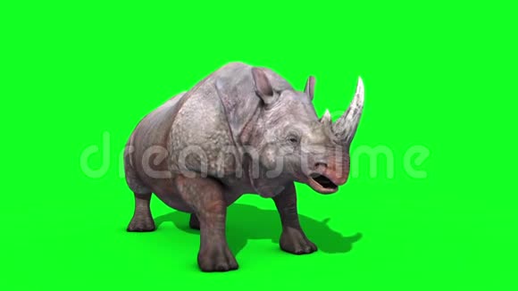 犀牛攻击绿色屏幕循环3D渲染动画动物视频的预览图