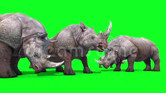 犀牛群吃绿屏3D渲染动画动物视频的预览图