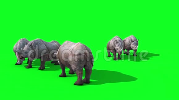 犀牛集团吃绿色屏幕顶部3D渲染动画动物视频的预览图