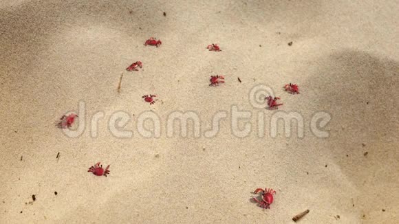 一组螃蟹在沙子上的动画背景顶部3D渲染视频的预览图