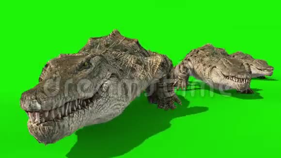 鳄鱼队沃尔克斯绿屏3D渲染动画视频的预览图