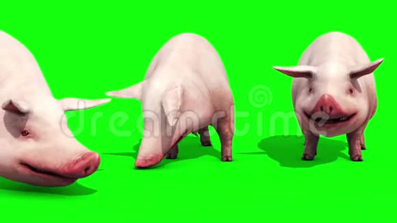 猪群动物农场食绿色屏幕3D渲染动画视频的预览图