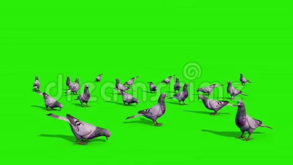 一组鸽子吃绿色屏幕三维渲染动画视频的预览图