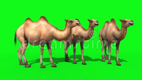 骆驼群空闲绿屏3D渲染动画视频的预览图