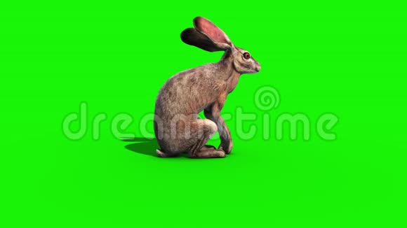 兔模侧绿屏3D渲染动画视频的预览图