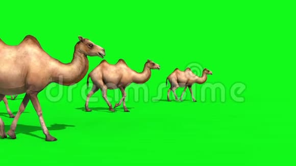 CamelsWalks绿屏3D渲染动画组视频的预览图